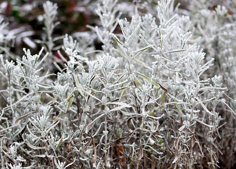 Vinter, Frost, Sne, Makro, Forfrysninger