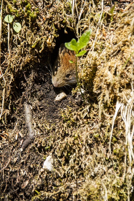 Free Mouse Forest photo and picture