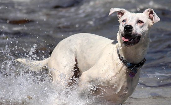 Hund, Handling, Spill, Moro, Løpe, Vann