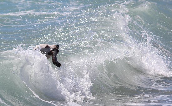 Hund, Handling, Surfing, Pinne, Bølge