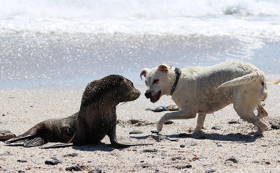 Møte, Tetning, Hund, Hav, Strand