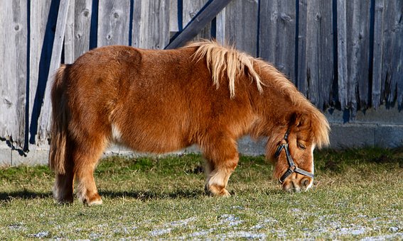 Pony, Græsgange, Spise
