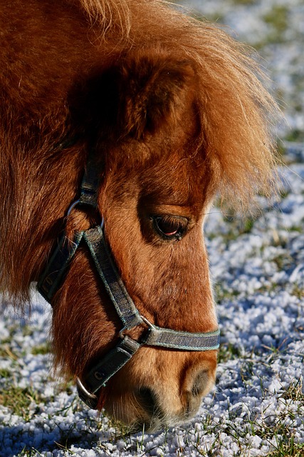 Pony, Hoved, Græsgange, Frost, Spise