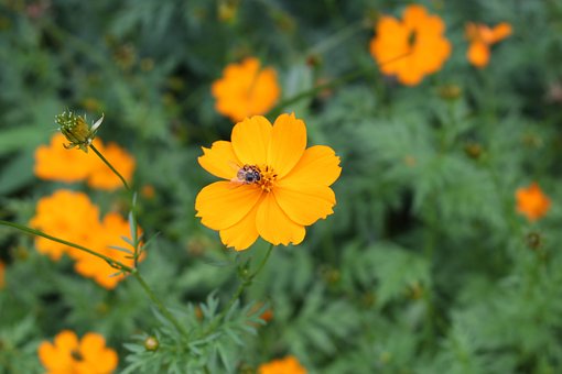 Free Yellow Cosmos Flower photo and picture
