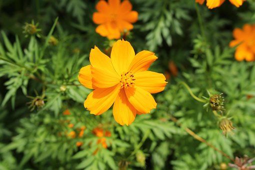 Free Yellow Cosmos Flower photo and picture