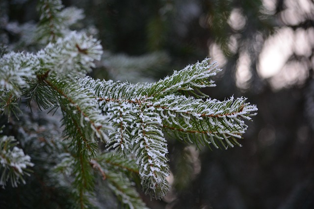 Free Pine Frost photo and picture