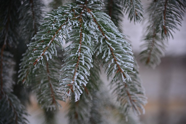 Free Pine Frost photo and picture