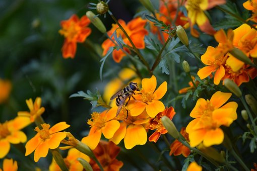 Biene, Blumen, Natur, Insekt, Feder