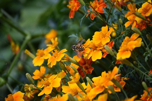 Biene, Blumen, Natur, Insekt, Feder