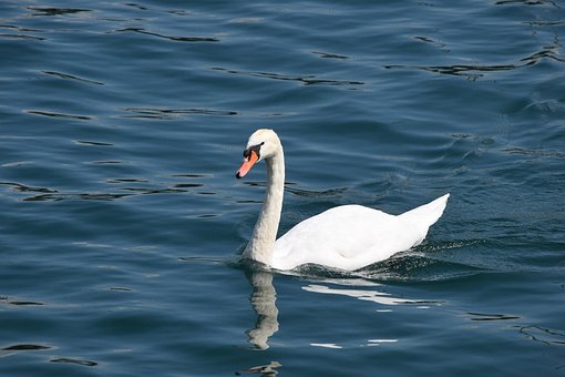Schwan, Die Nadel, Como, Wasser, Vogel