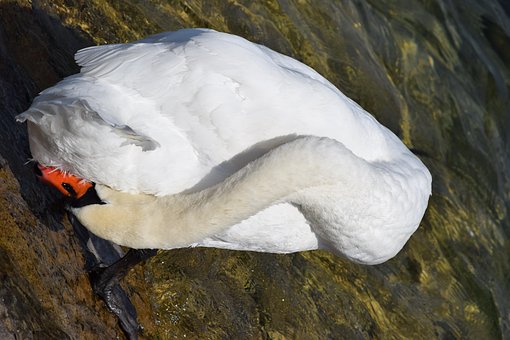 Schwan, Die Nadel, Genf, Wasser, Vogel