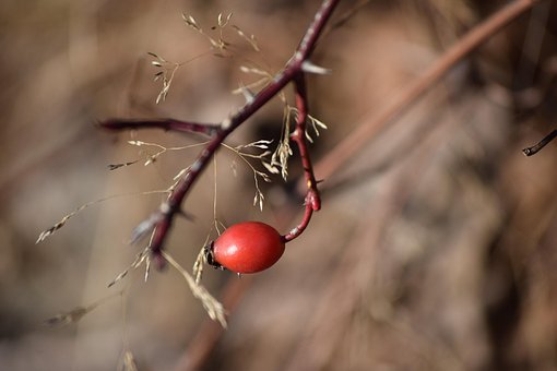 Hagebutte, Berg, Branch, Strauch, Natur