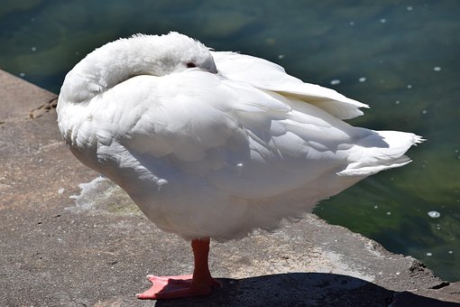 Schwan, Die Nadel, Wasser, Vogel, Weiß