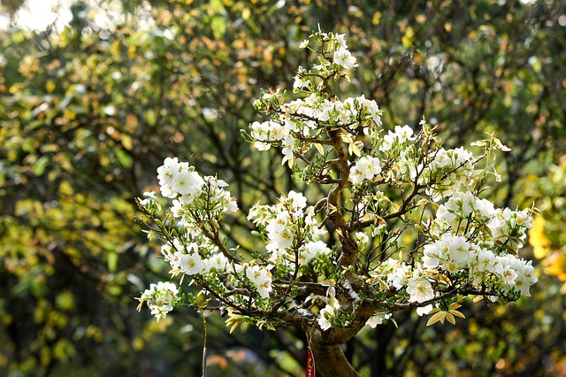La crème blanchissant fairness cream