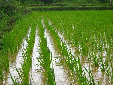 Rice Farm, Farming, Agriculture, Farm