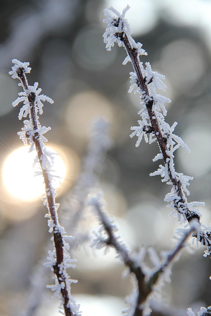 Free Frost Christmas photo and picture