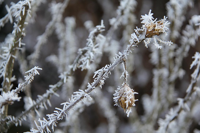 Free Frost Christmas photo and picture
