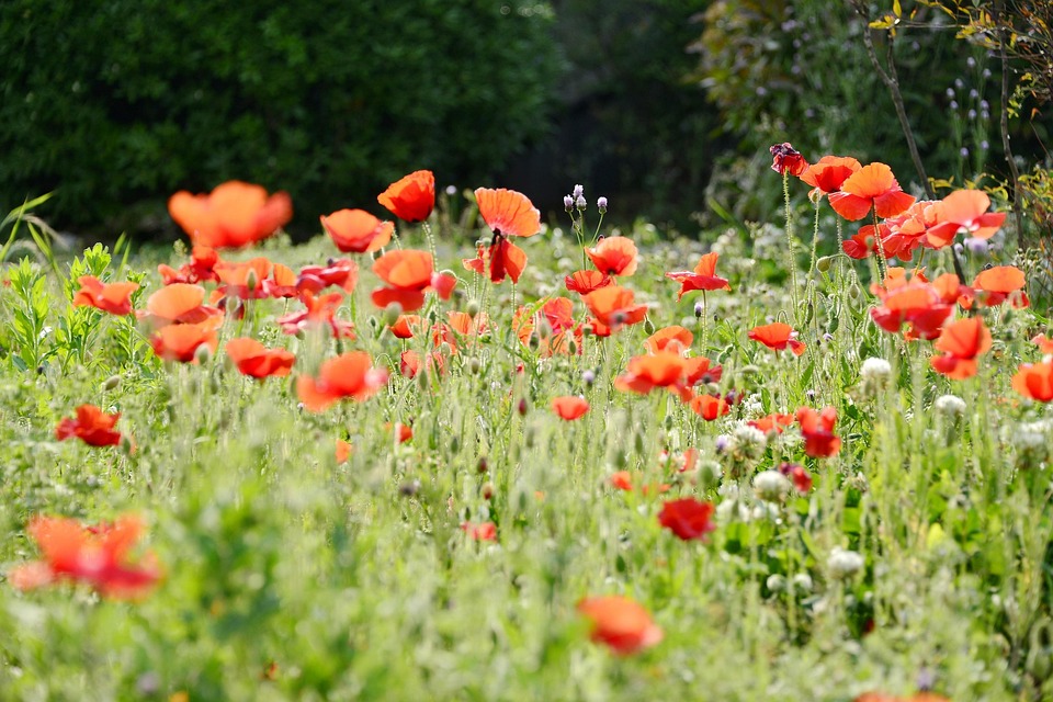 Spring Poppy Flower Poppy Spring - Free photo on Pixabay - Pixabay