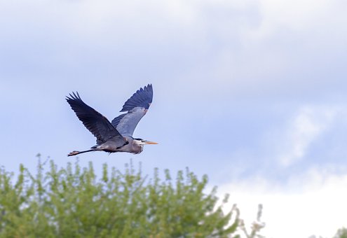 Egret, Fugl, Dyreliv, Natur, Vild, Næb