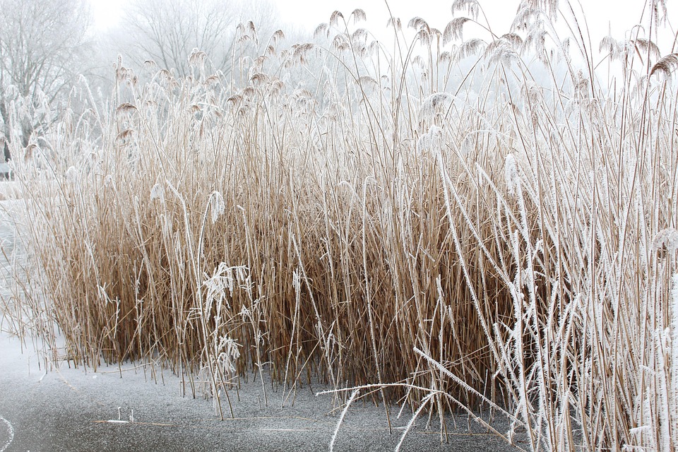 Kostenloses Foto Reed, Lake, Frost, Eis, Winter Kostenloses Bild auf