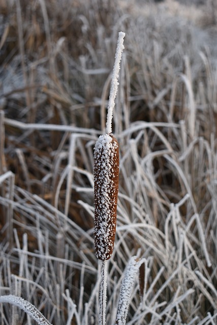 Rørene, Vinter, Frost, Glasur, Innovere