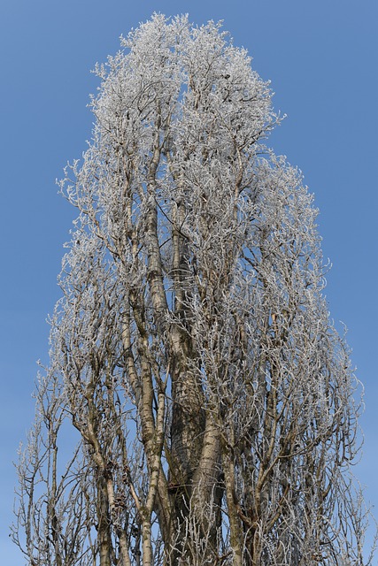 Poppel, Et Træ, Vinter, Frost, Glasur