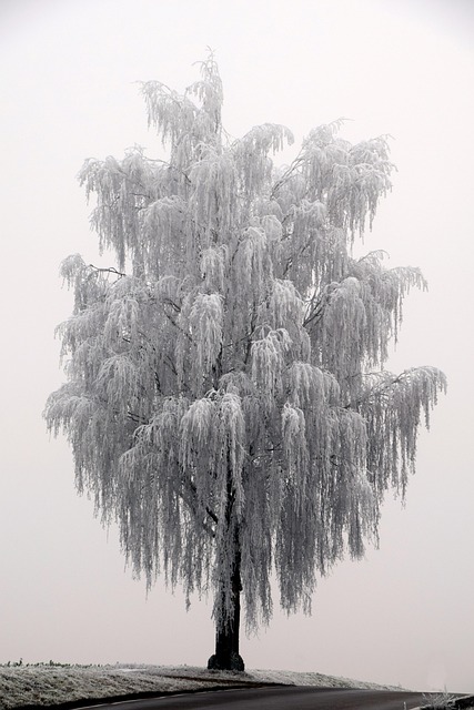 Free Tree Winter photo and picture