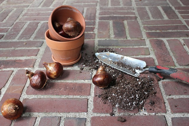 Free Spring Bulb photo and picture