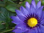 purple nymphaea alba, nymphaea alba, purple