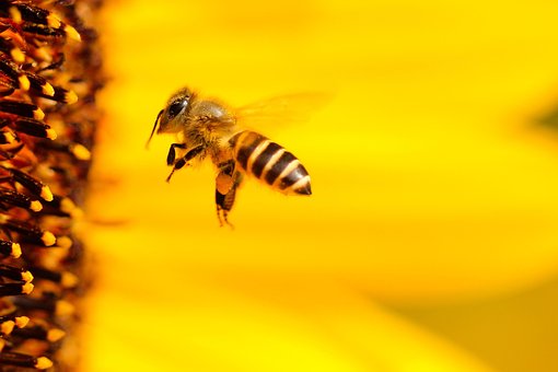 Bee, Insect, Sunflower, Yellow, Summer