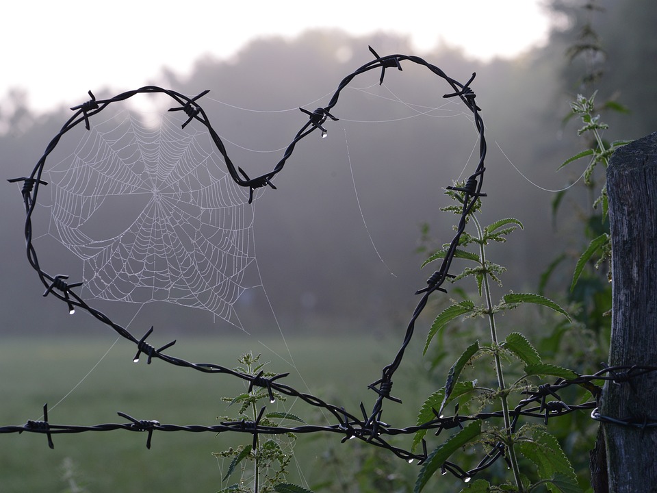 Spinneweb, Hart, Liefde