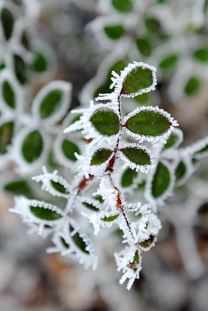 Escarcha, Invierno, Frío, Nieve