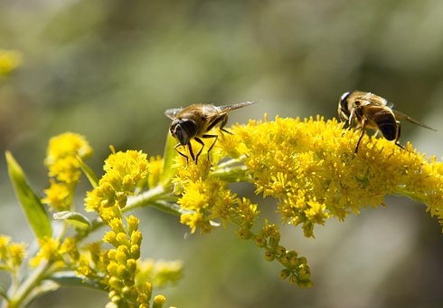 Free Bees Nature photo and picture