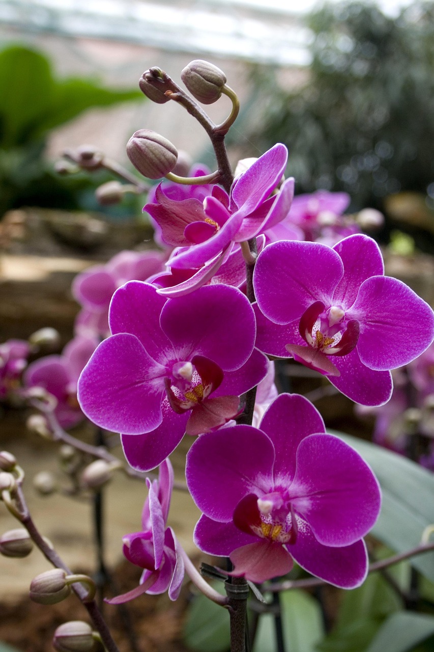 Free Orchids Flower photo and picture