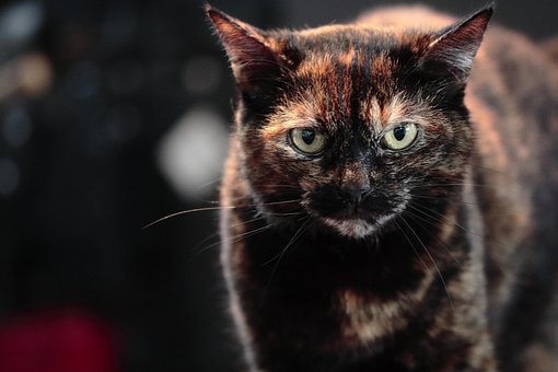 Katze, Haustier, Katzenartige, Tier