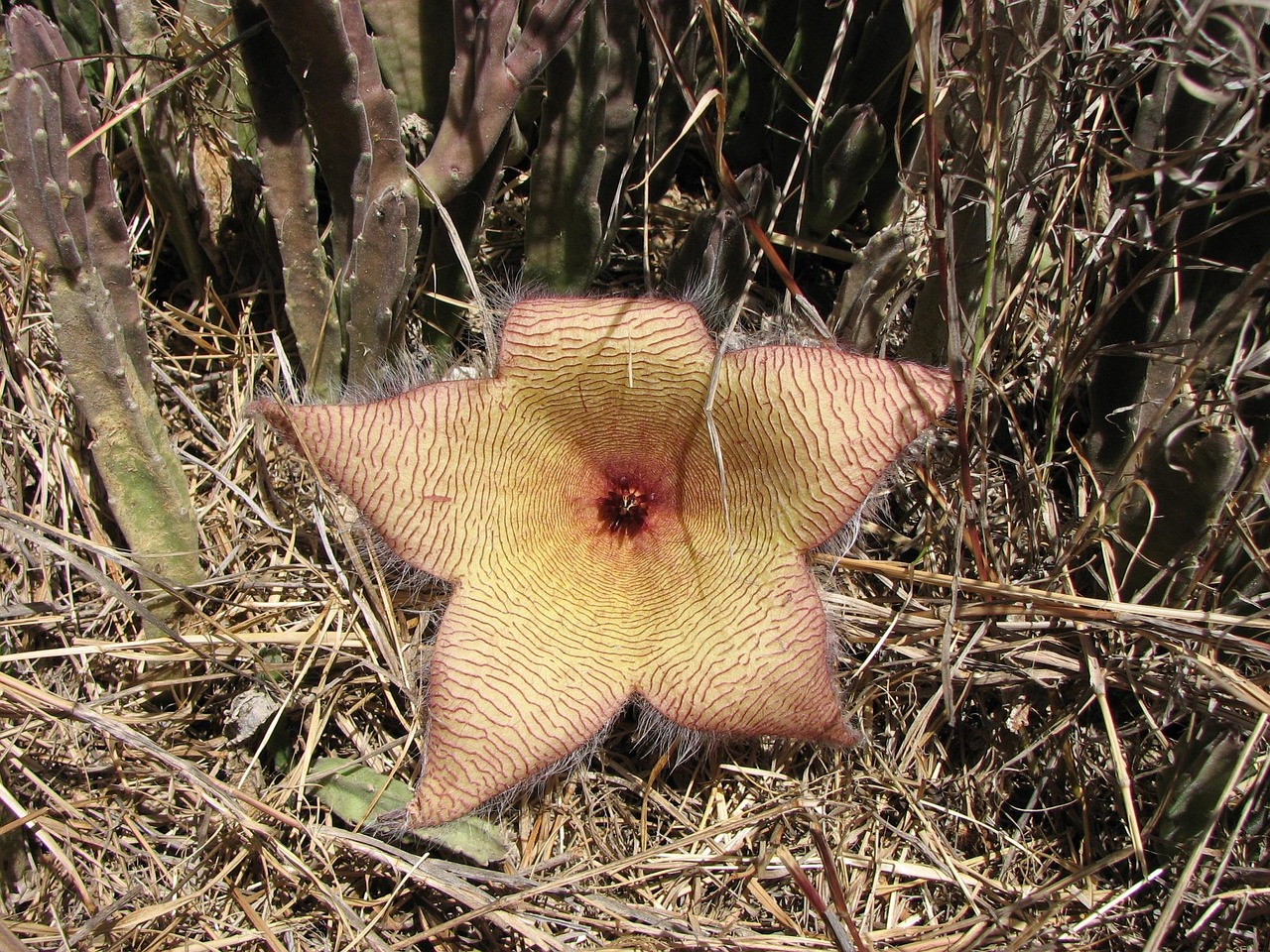 Cactus Flower Desert - Free photo on Pixabay
