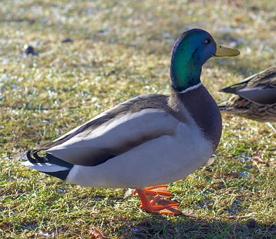 Free Duck Nature photo and picture
