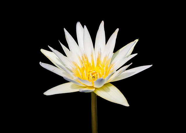 Nenúfar, Flor, Natureza, Planta