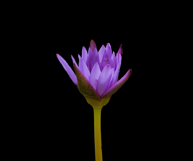 Nenúfar, Flor, Natureza, Planta