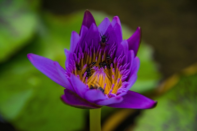 Nenúfar, Flor, Natureza, Planta