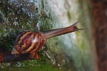 snail, dew drops, leaf