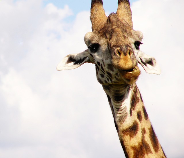 Free Giraffe Africa photo and picture