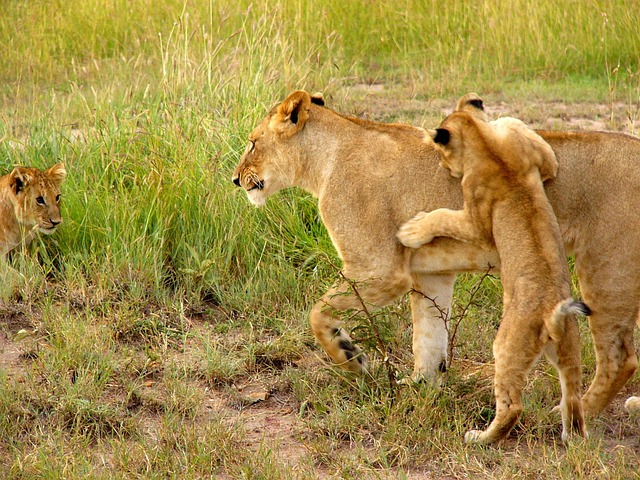 Free Lion Cub photo and picture