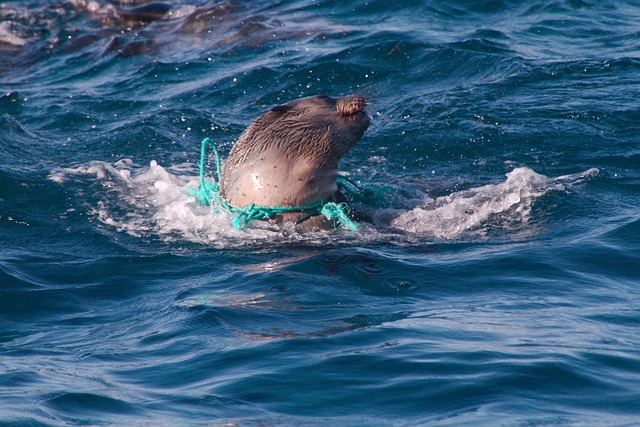 Free Pollution Seal photo and picture