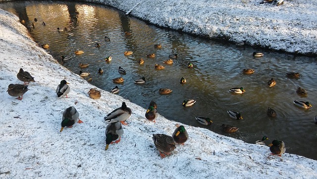 Free Ducks Bird photo and picture