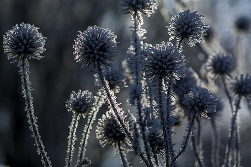 Free Winter Wintry photo and picture