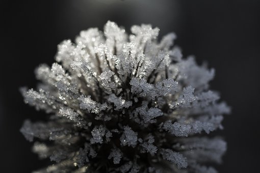 Free Wintry Frost photo and picture