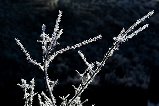 Free Winter Landscape Frost photo and picture