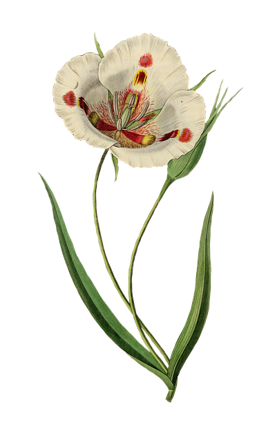 Tulipan, Blomst, Anlegg, Blossom, Årgang
