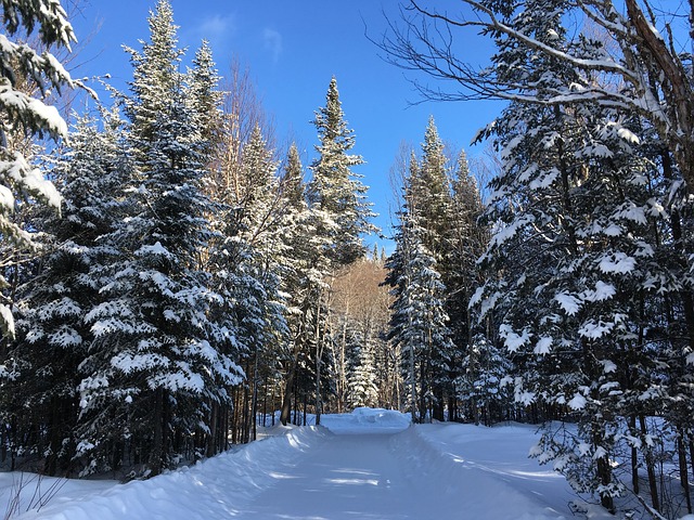Free Snow Fir photo and picture